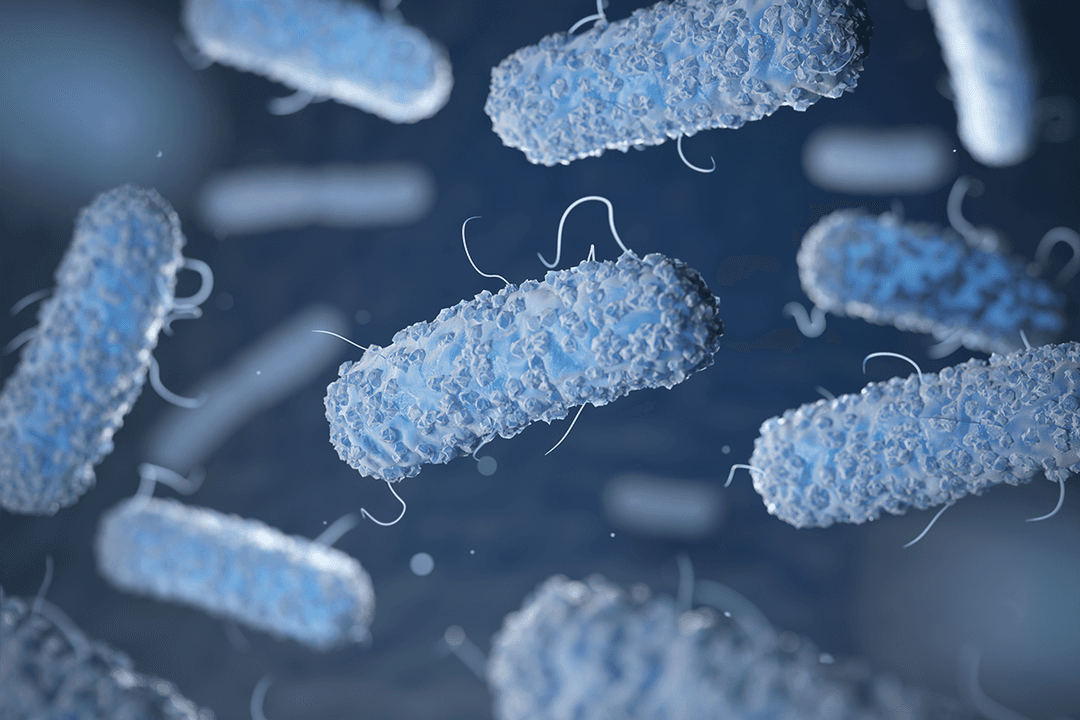 What is Legionella?